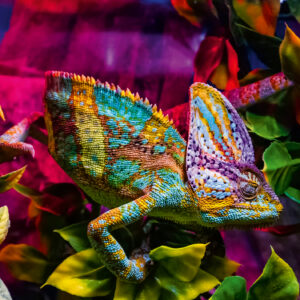 Ravensburger pusle 500 tk Kameeleon - Image 2