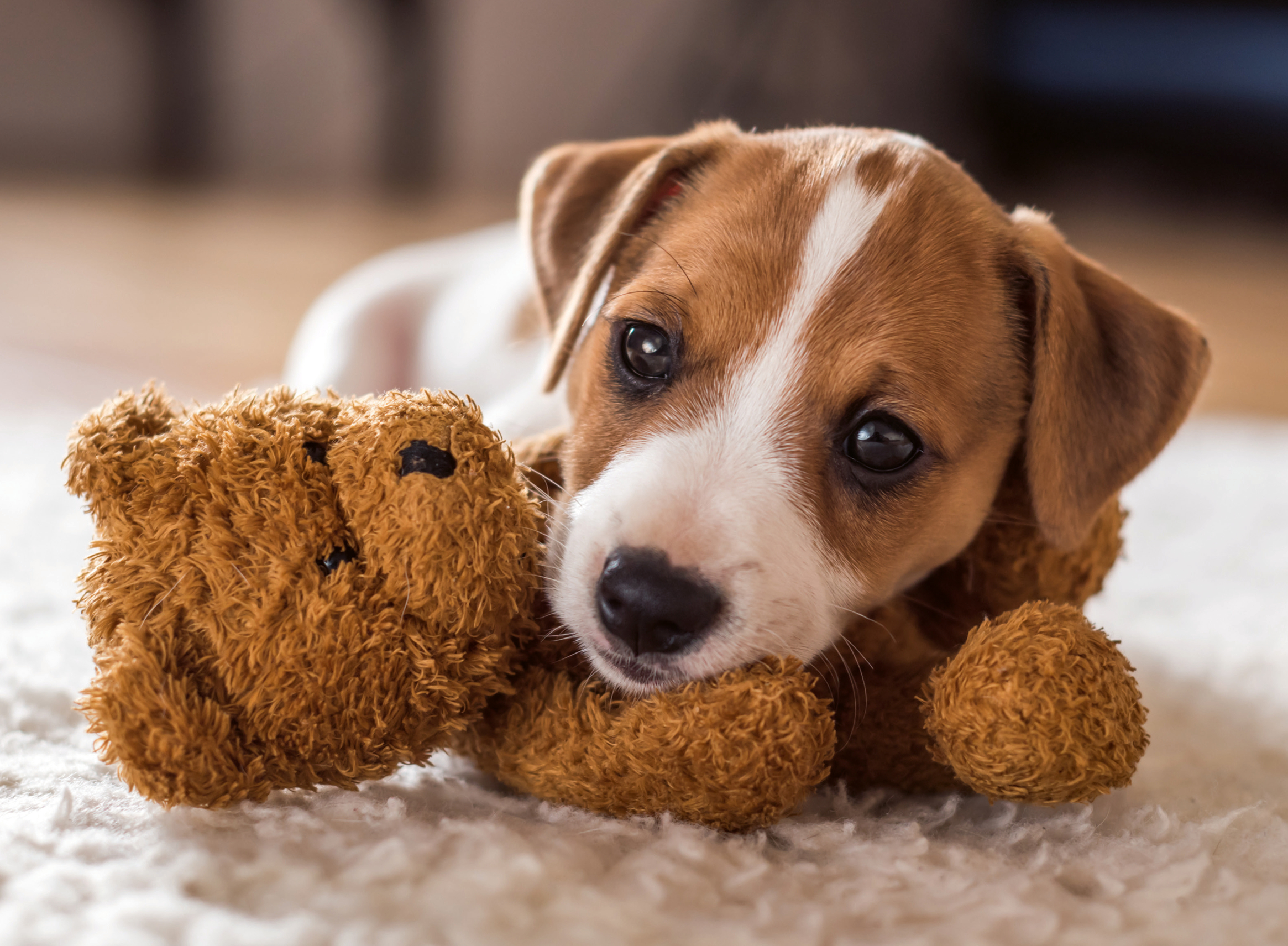 Ravensburger pusle 500 tk: armas kutsikas - Image 2